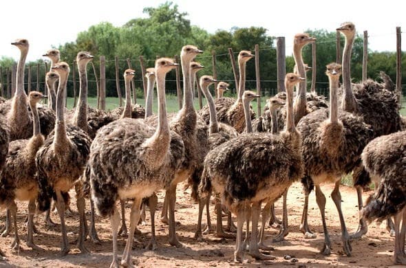 Imagen - Extensiones: Ruta Jardín - Desde Ciudad del Cabo 2 Noches