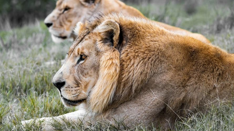 Image - Extensiones: Espectacular Kuger en Castellano