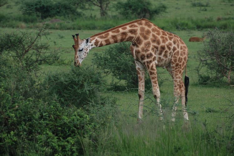 Imagen - Uganda, la perla de Africa