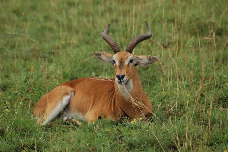 Imagen - Safari de 9 días por Uganda: Entebbe, Kampala, Murchison, Kibale, Queen Elizabeth y Bwindi