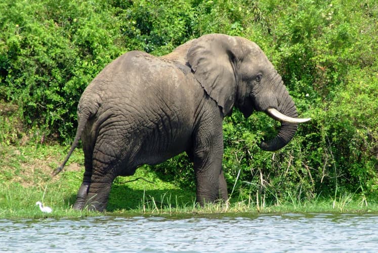 Imagen - Uganda Escénica 2027 - Safari de 5 días en Uganda: Entebbe, Kibale, Queen Elizabeth y Bosque Impenetrable de Bwindi
