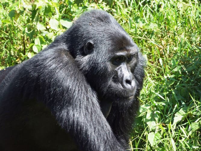 Imagen - Gorilas en Uganda -Safari de 4 días: Entebbe, Kampala y Bosque Impenetrable de Bwindi