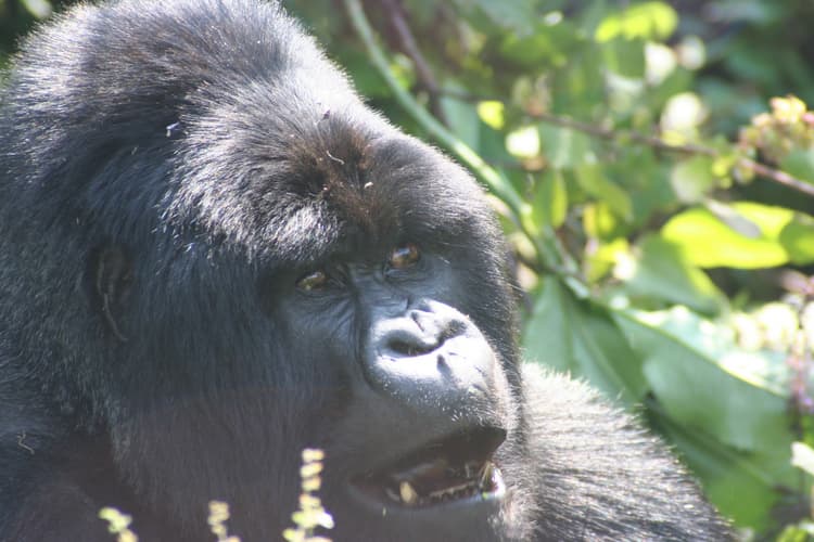 Imagen - Gorilas en Uganda - Gorilas en Uganda 2027