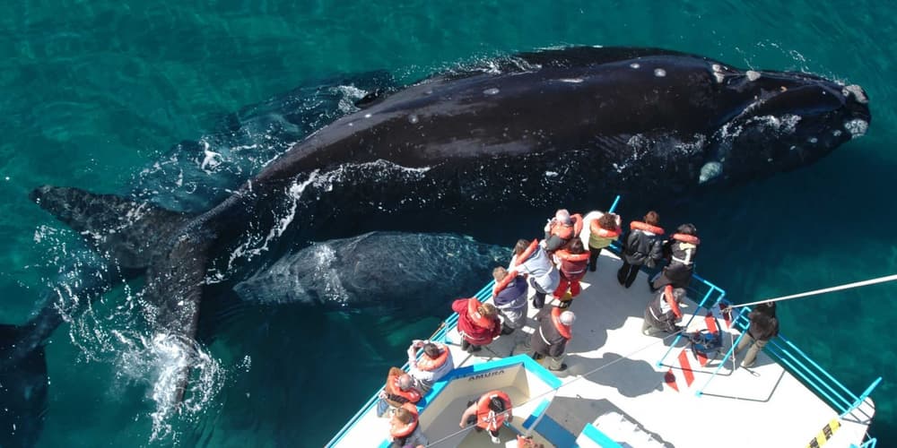 Immagine - Puerto Madryn, vita selvaggia del sud