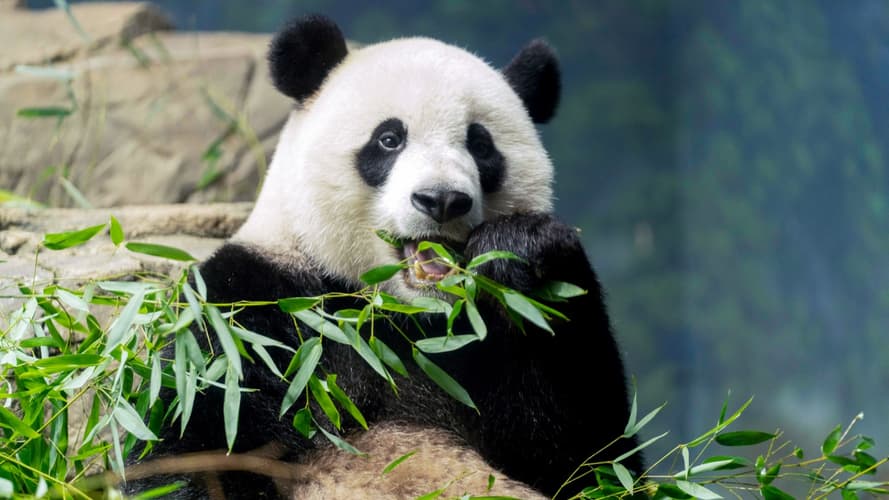 Podoba - Gran China entre Pandas y Aldeas de Nubes