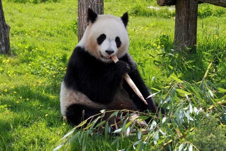 Image - Panda e Yunnan PLUS