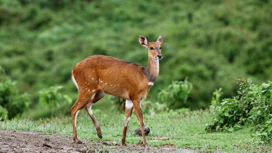 Beeld - Safari Rahisi