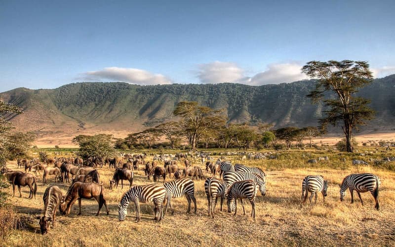 Image - Solo Tanzania – Simba y Manyara Serena
