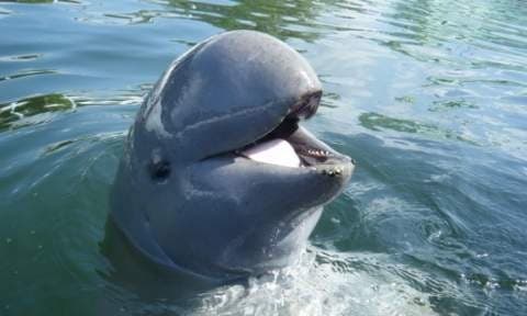 Image - Laos Tour from Pakbeng 8 Days - Departure on Thursday