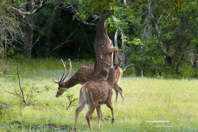 Bild - Ceylon Cultural Trail & Yala Park