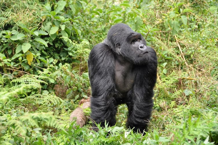 Imagen - Ruanda Primates Safari - Privado