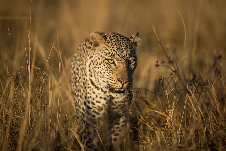 Imagem - Safari Ndovu Classic en 4x4 - Tanzania y Kenya (Arusha-Nairobi)