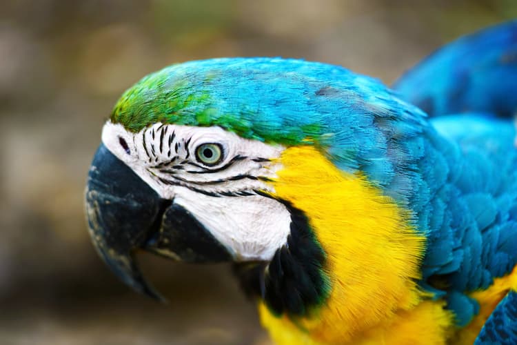 Image - Iquitos Amazonas - Maniti Eco Lodge Odyssey