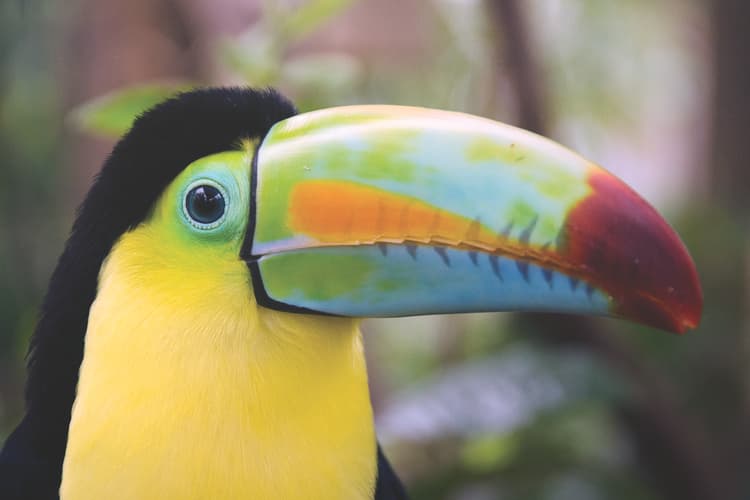 Image - Costa Rica Especial