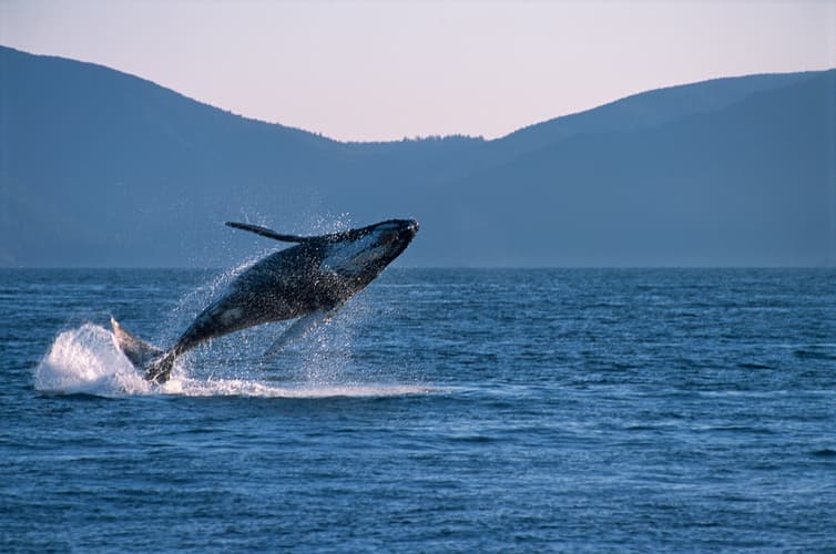 Bild - Canadá y Ballenas