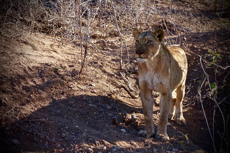 Imagem - Salida Regular Kruger - Reserva Privada en grupo reducido