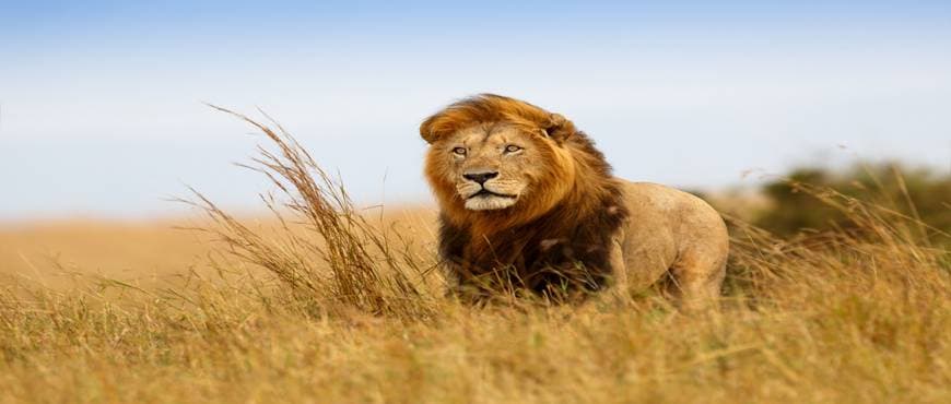 Image - Safari en Reserva Privada Sabi Sands - Cat. Lujo (área P. N. Kruger) en Inglés