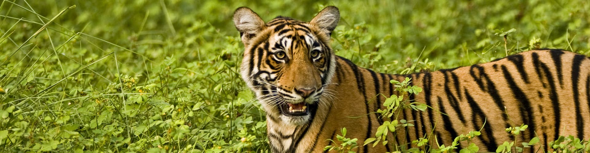 圖像 - Northern India Family Holiday Comfort