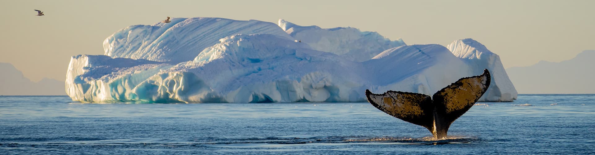 Image - Best of Antarctica: Whale Discovery