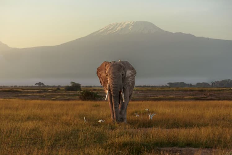 Bild - Kenya by Rail: Trains, Safaris & Beaches