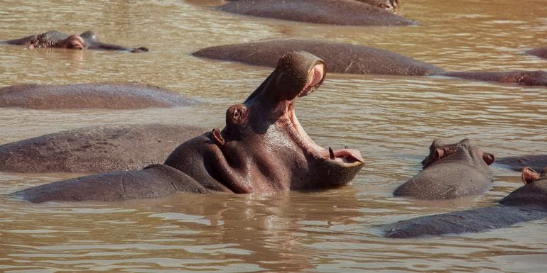Образ - Kenya: Cultural Connections, Mt Kenya & Maasai Mara