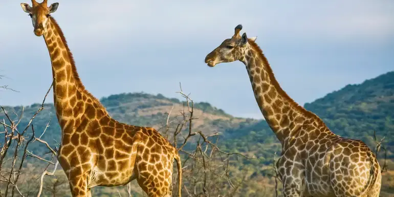 Bild - Wildlife of Kenya & Tanzania: Nakuru to Serengeti
