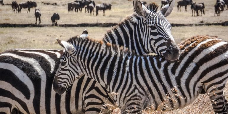 Imagem - Kenya Camping Safari