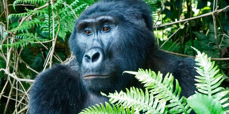 图像 - Masai Mara & Gorilla Adventure