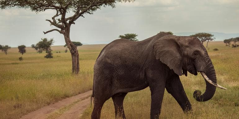 Imagen - Victoria Falls & Serengeti Overland: Lakes & Landos