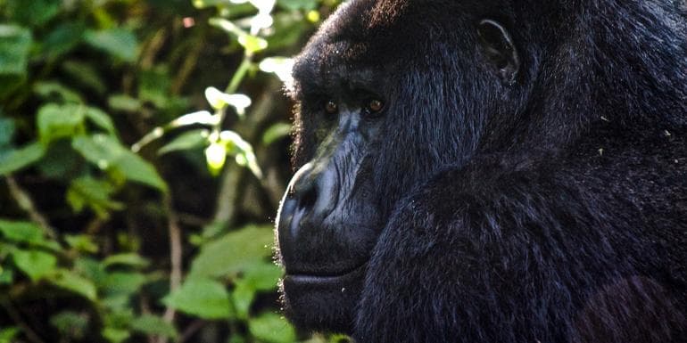 Imagem - Uganda to Rwanda: Gorilla Treks & Safari Drives
