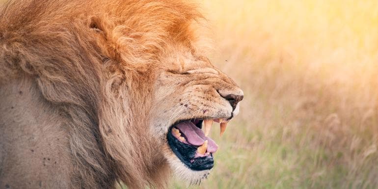 Imagem - Kenya & Tanzania Camping Safari