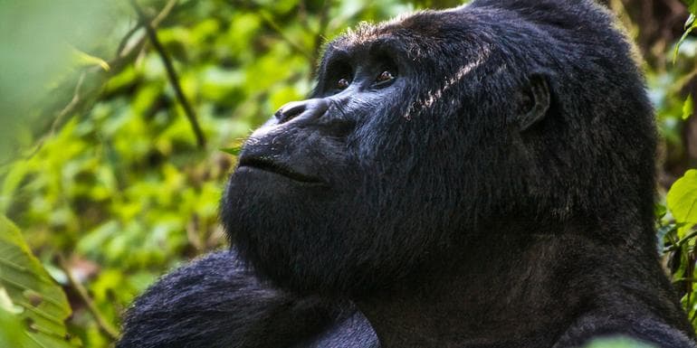 Imagen - Uganda Overland: Gorillas & Chimps