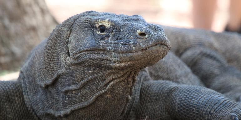 Image - Bali and Komodo: Dragons, Rice Terraces & Cultural Ceremonies