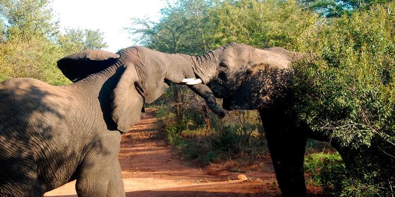 Bilde - Best of Africa's Wildlife: Cape Town, Kruger, Hwange, & Chobe