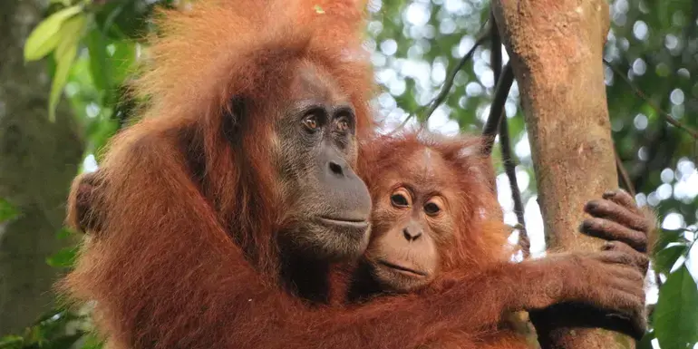 Bilde - Sumatra’s Wild Side: Orangutans, Rivers & Rural Life