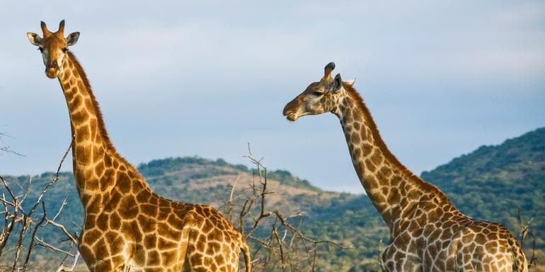 Image - Kenya Overland: Safari Drives & National Reserves