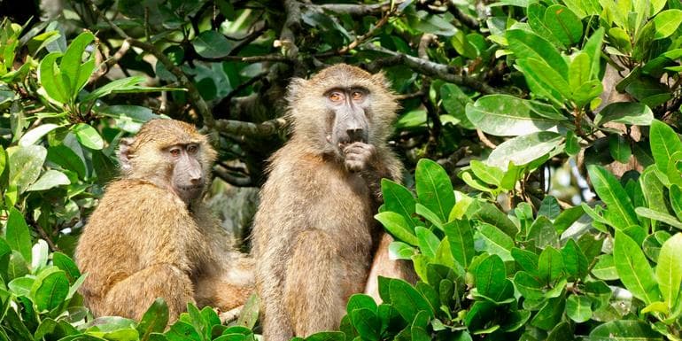 图像 - East Africa In-Depth