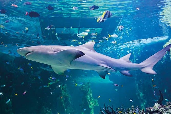 Образ - SEA LIFE London Aquarium ,London, United Kingdom