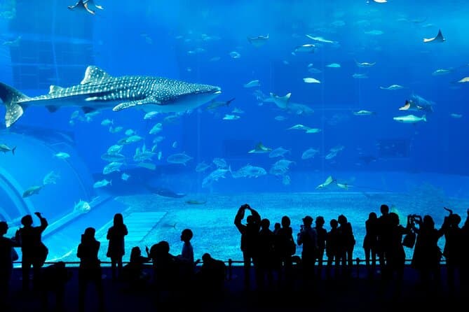 Образ - Dubai Aquarium, Dubai, United Arab Emirates