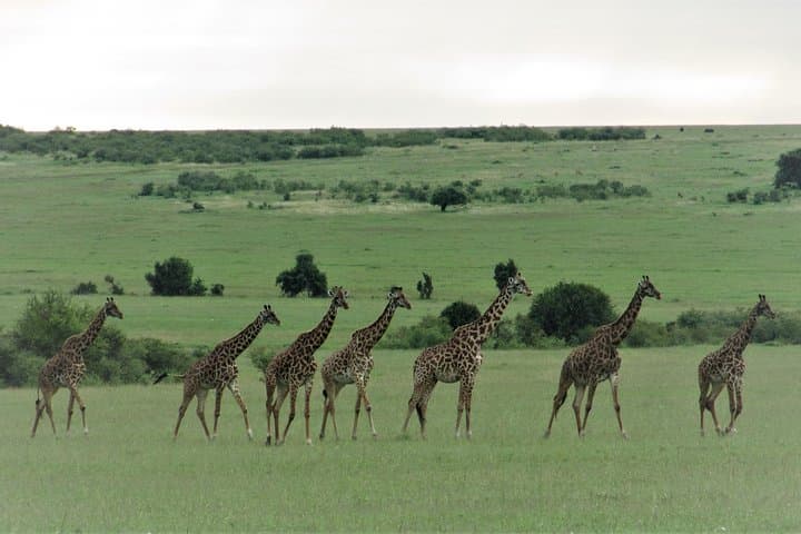 تصویر - Lake Nakuru National Park to Masai Mara Game Reserve  Kenya