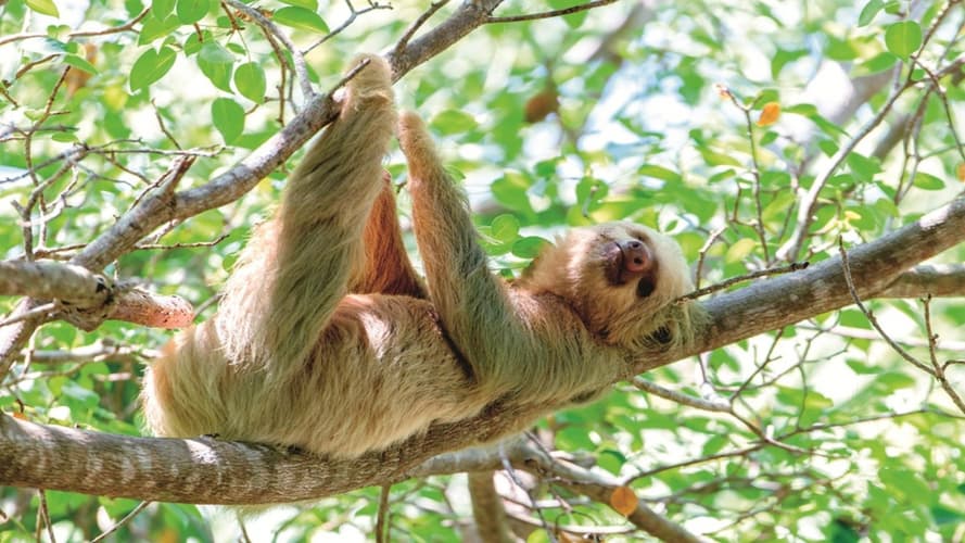 Immagine - 4-Day Arenal & Monteverde Essentials