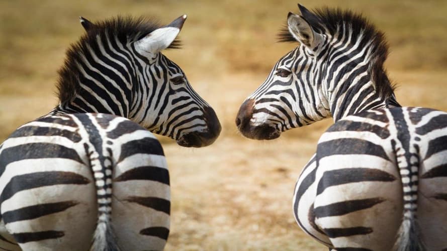 Imagen - Kenya Clásica, Sopa Lodges