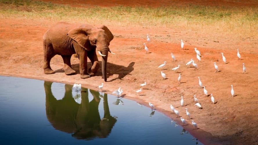 Immagine - Dal Kilimanjaro a Mombasa, tour privato