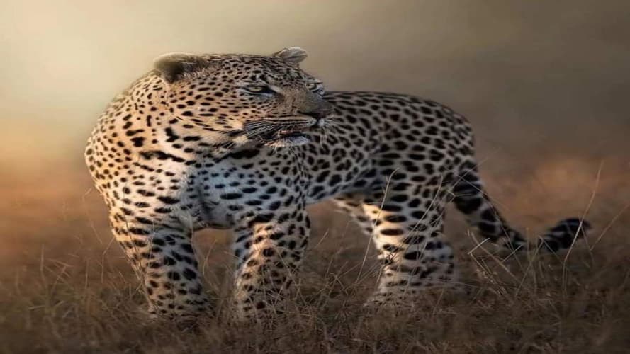 Image - Esperienza esclusiva in Tanzania