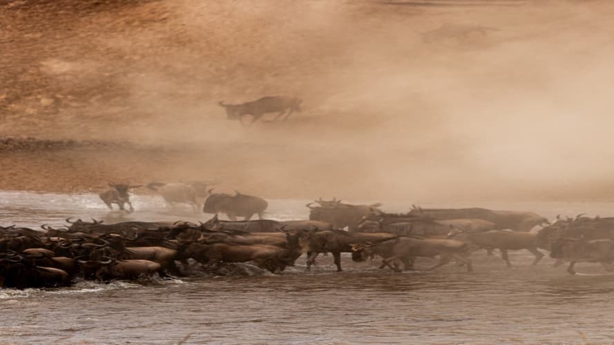 Image - Tanzania: la terra dei “Big Five”