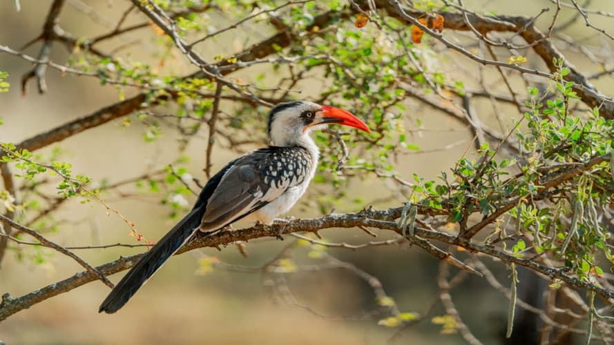 Image - Avventura selvaggia in Tanzania
