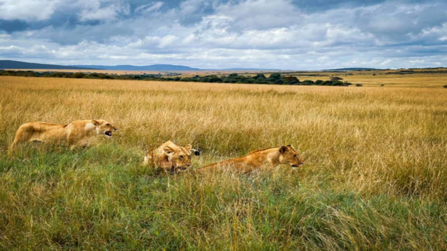 Imagine - Da watamu allo tsavo e taita hills - jeep privata