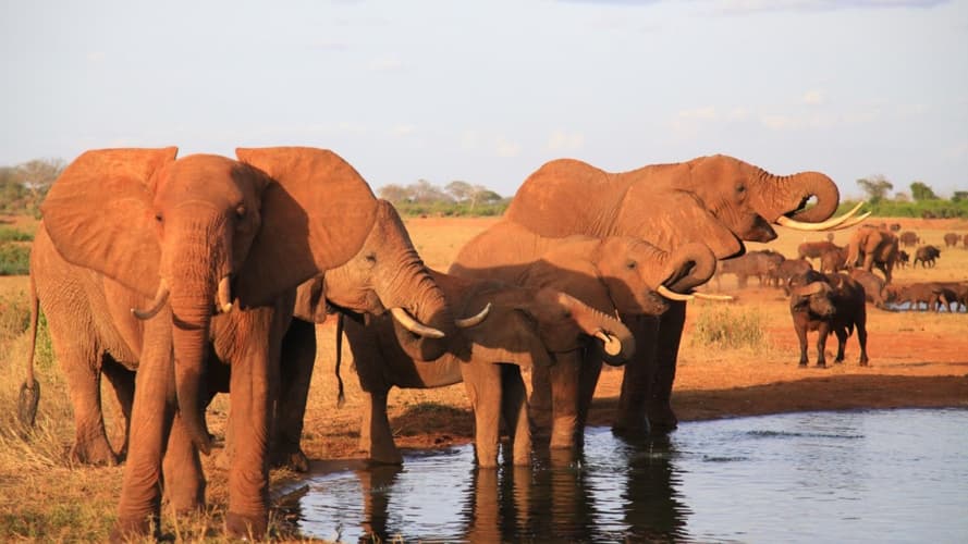 Image - Combiné Jacaranda Indian Ocean & Tsavo Amboseli Safari