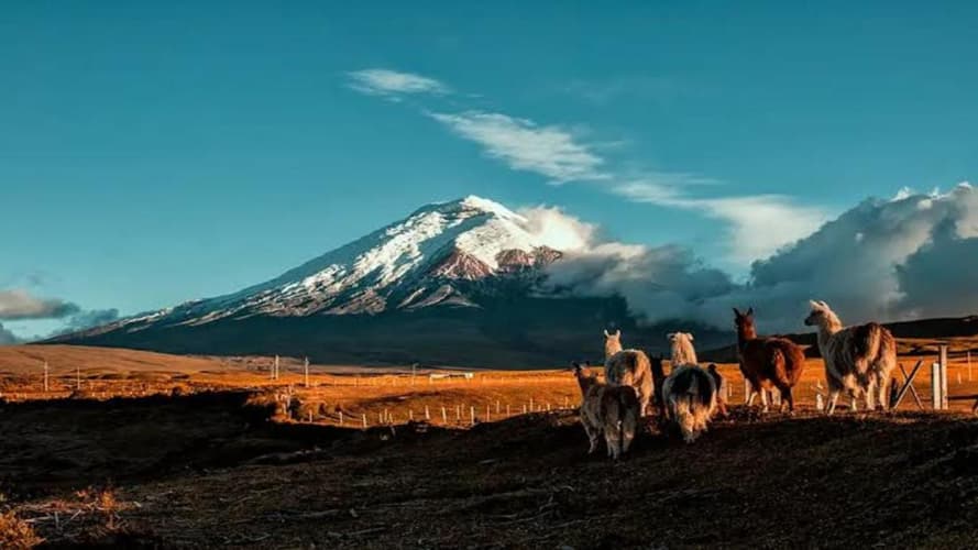 Image - L'essentiel Des Andes/Amazonie