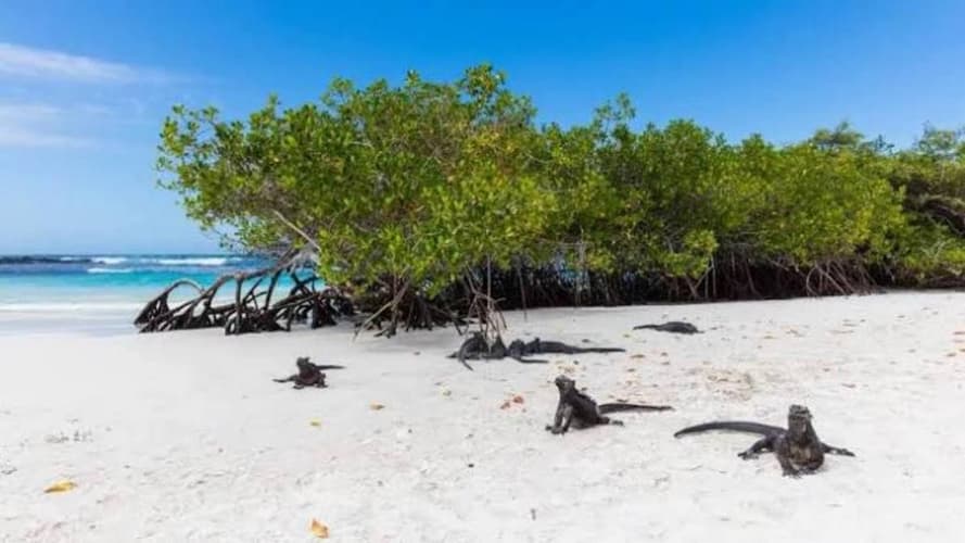 Imagem - L'essentiel Des Andes/Amazonie avec Ext. Galapagos
